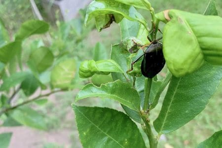 20−4　オーストラリアの田舎で暮らせば